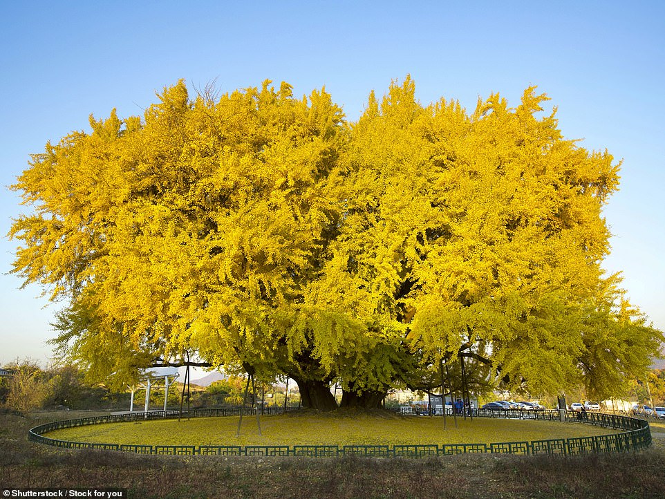 Behold the world 800 years most beautiful tree in South Korea