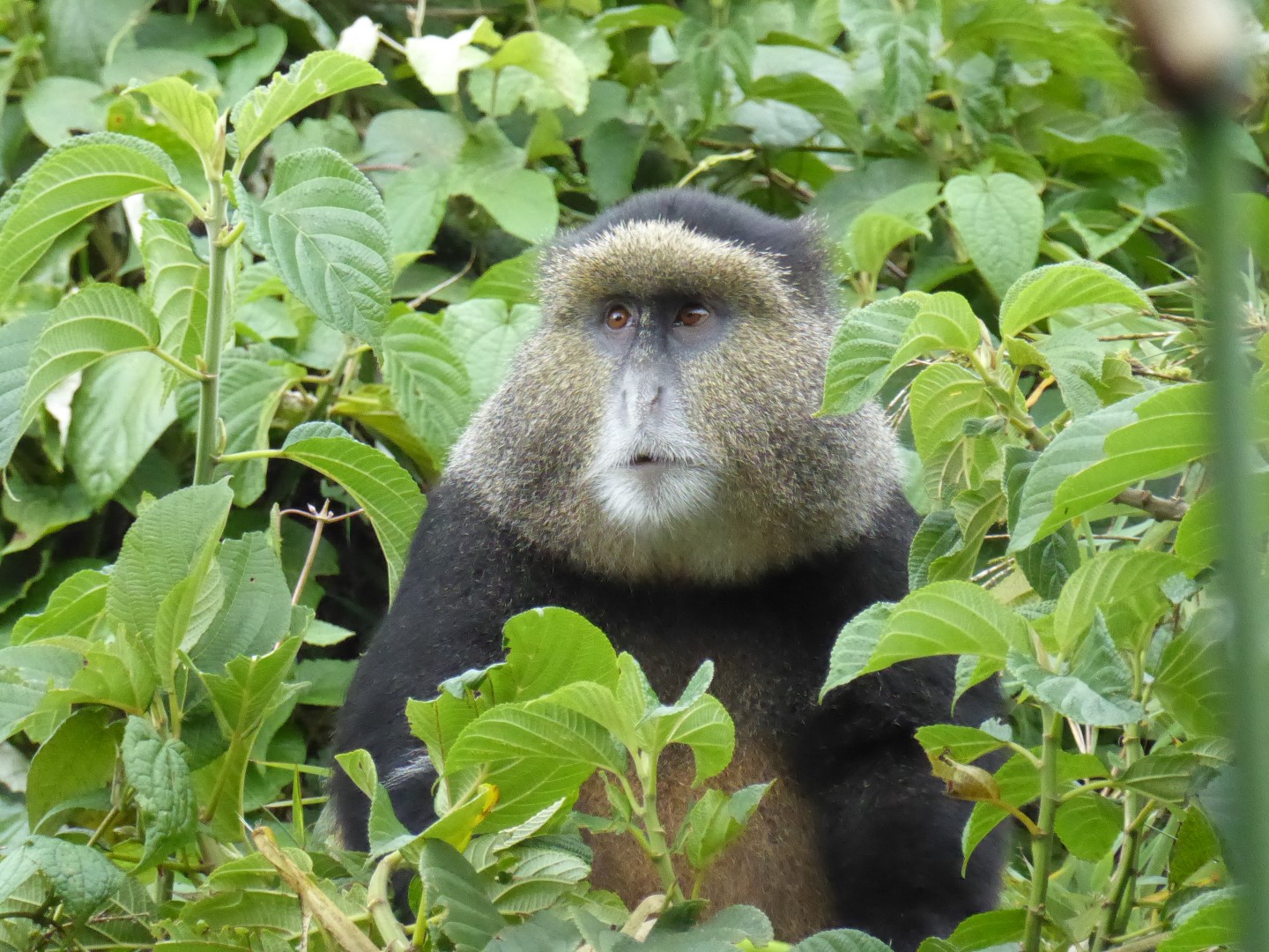 Golden monkeys, part 2 Chryt