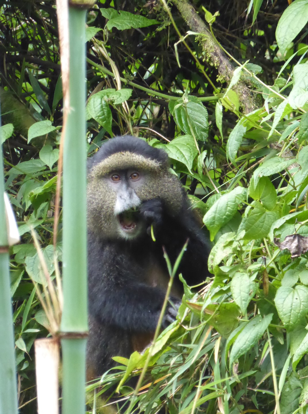 Golden monkeys, part 2 Chryt