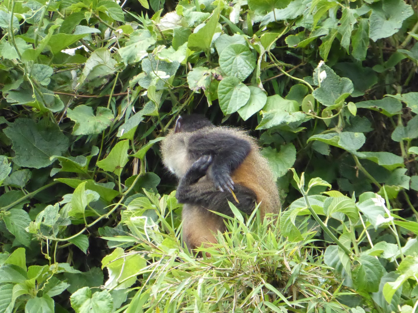 Golden monkeys, part 2 Chryt