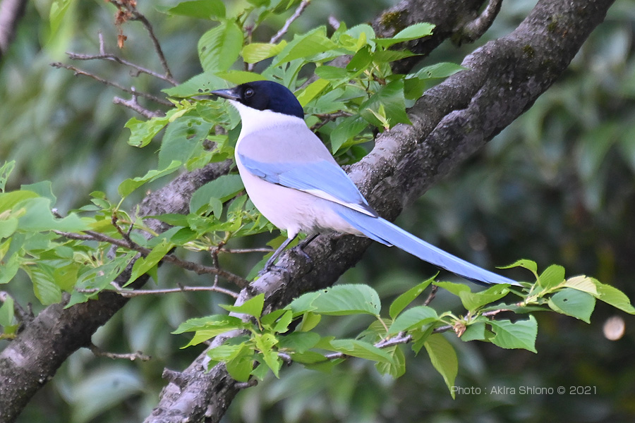 オナガ@電線の上 | みどりの鳥 〜横浜市北部・緑区周辺の野鳥紹介〜 オナガ/住宅街・雑木林の野鳥/Chsいろいろサイト