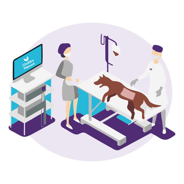 Pet Surgery by Skilled Veterinary Surgeons Chubby Meows