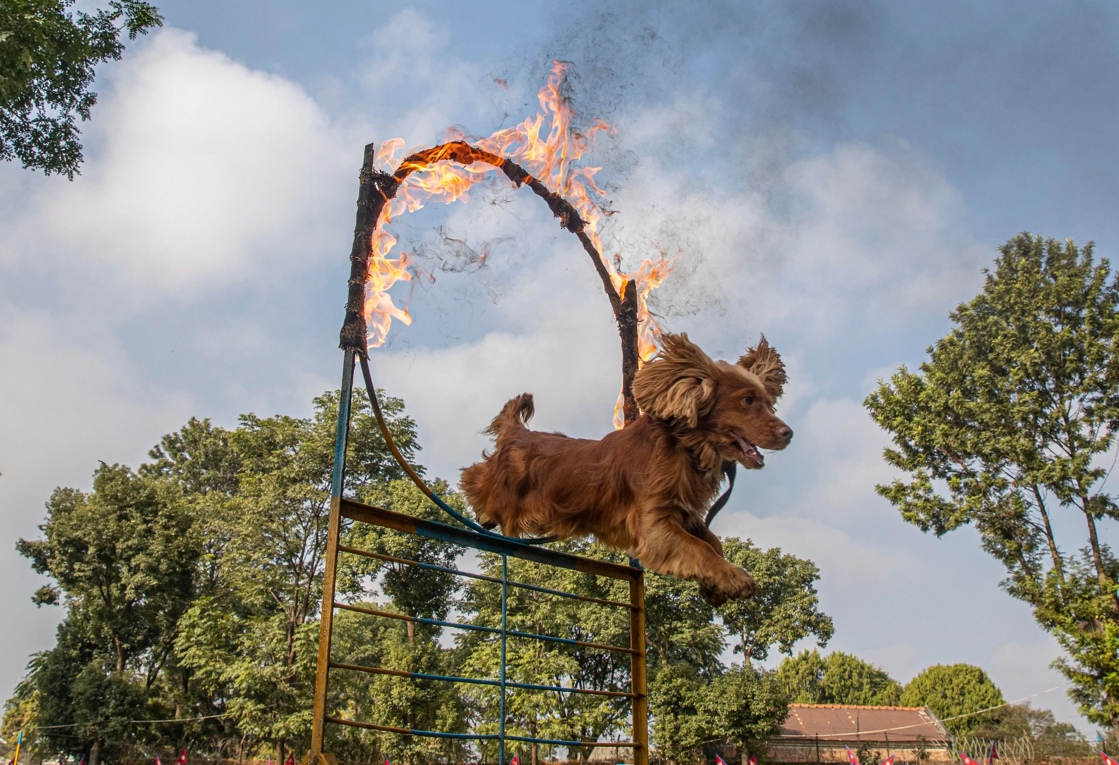 November Third is the Day of the Dogs Barstool Sports