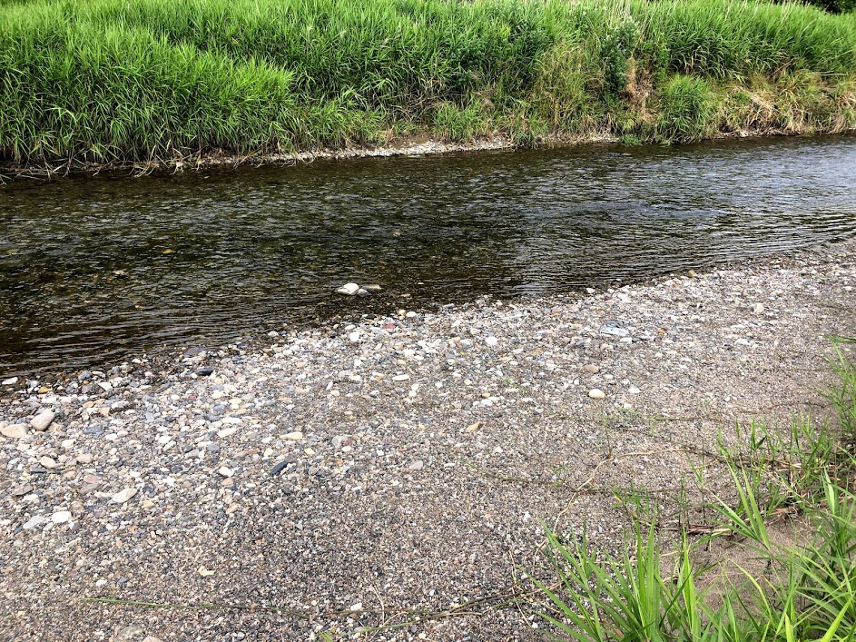 20210615コアユ釣り80＋10匹 謎のジョギングおじさん