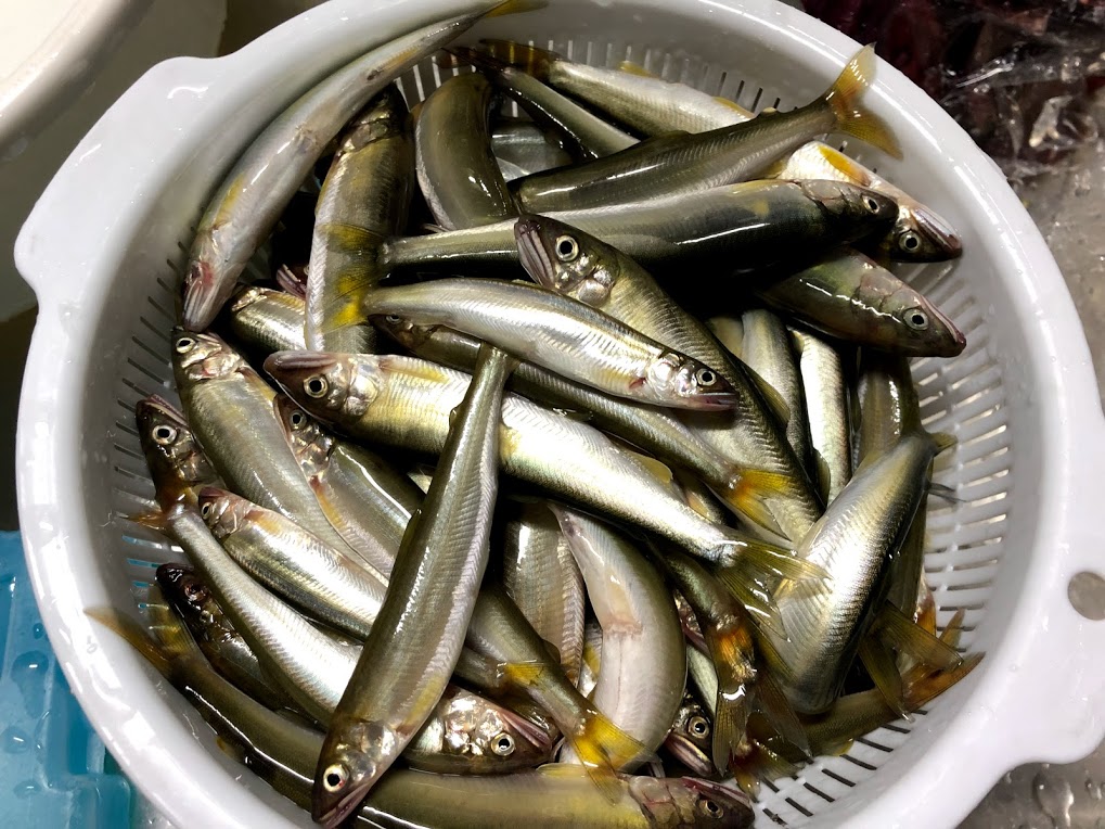 20210615コアユ釣り80＋10匹 謎のジョギングおじさん