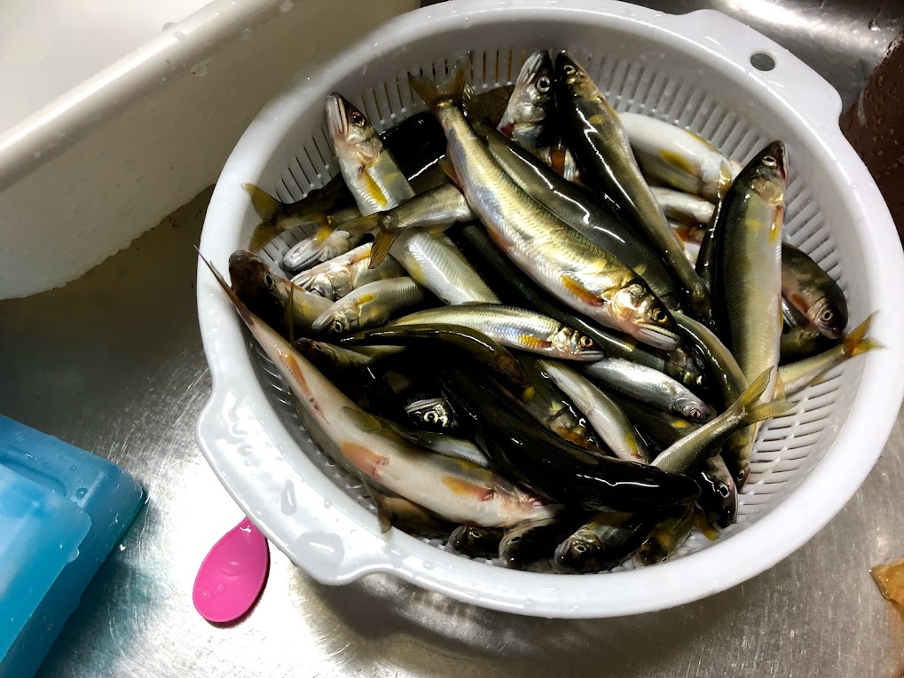 20200723犬上川コアユ釣り67匹二馬力 謎のジョギングおじさん