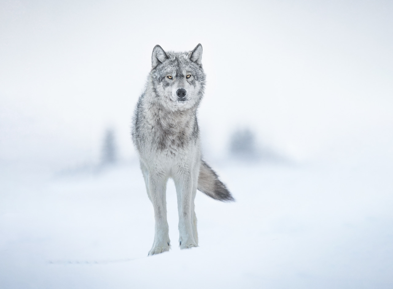 The Secret is Out. The Cloud Wolves of Nanuk. Churchill Wild Polar