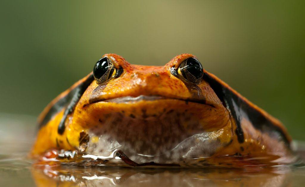 Six New African Frog Species Discovered chXout
