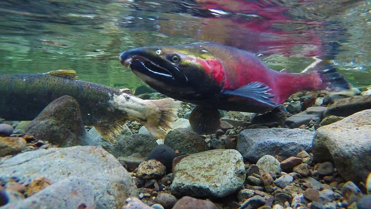 The Origins of Pacific Salmon Names