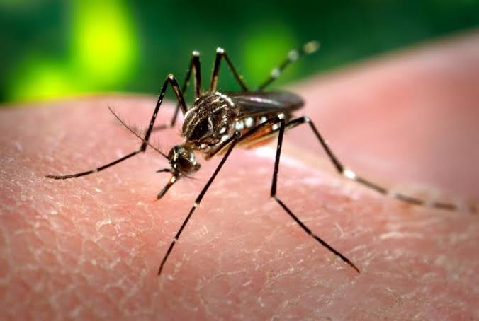 Chikungunya disebabkan oleh gigitan nyamuk sehingga tubuh menderita infeksi virus. Begini Cara Mengenali Gejala Dan Cara Pencegahan Penyakit Chikungunya