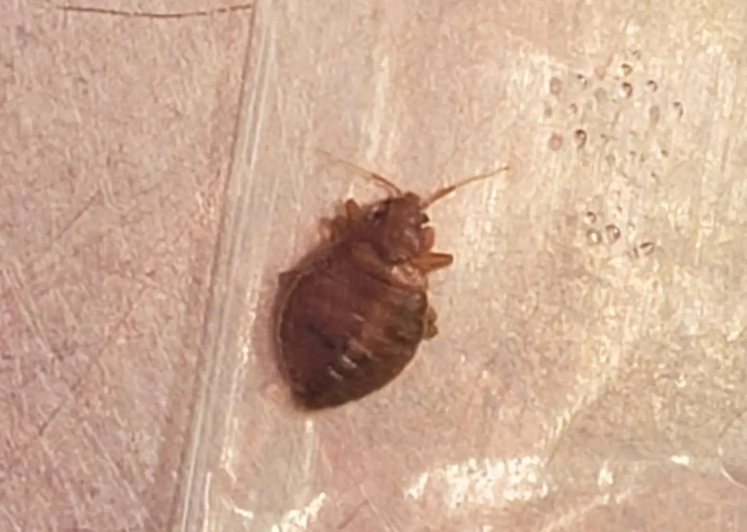 Tansy for Bed Bugs A Natural Remedy [3 things you Need To Know]