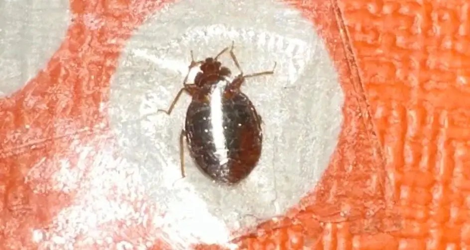 Bed Bugs In The Philippines [3 Important Things you Need To Know]