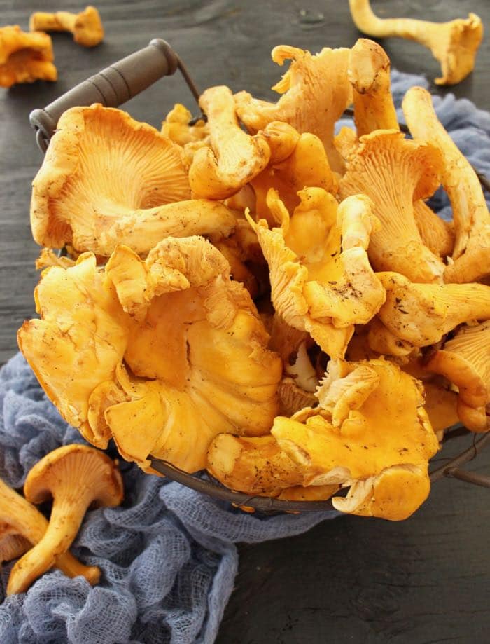 Wild Chanterelle Mushroom Soup Recipe • CiaoFlorentina