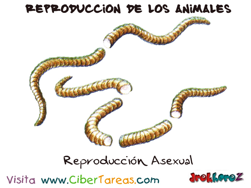 La Reproducción Asexual Reproducción de los Animales CiberTareas
