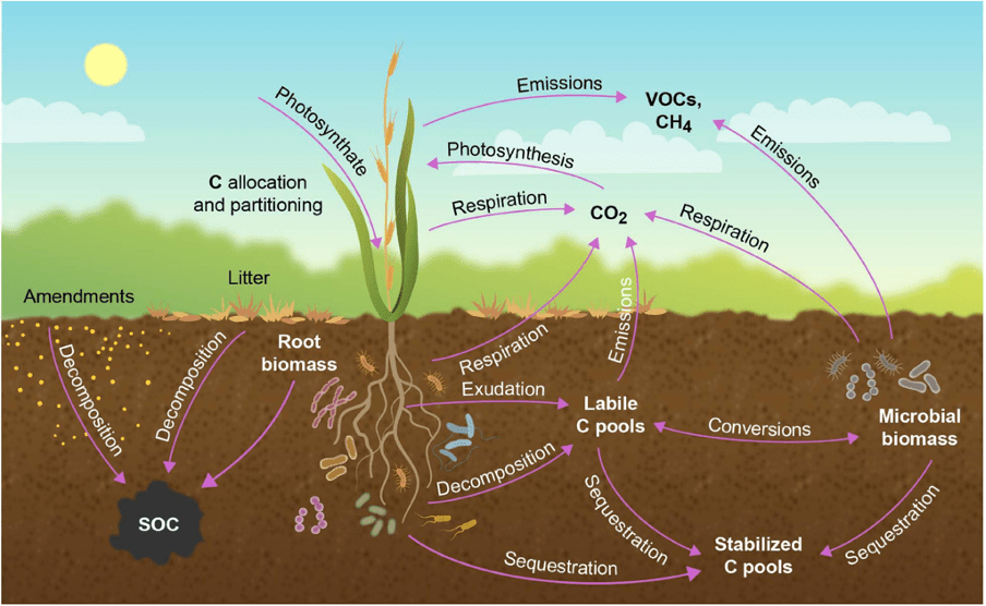 How Scientists Measure Terrestrial Carbon Pools CID BioScience