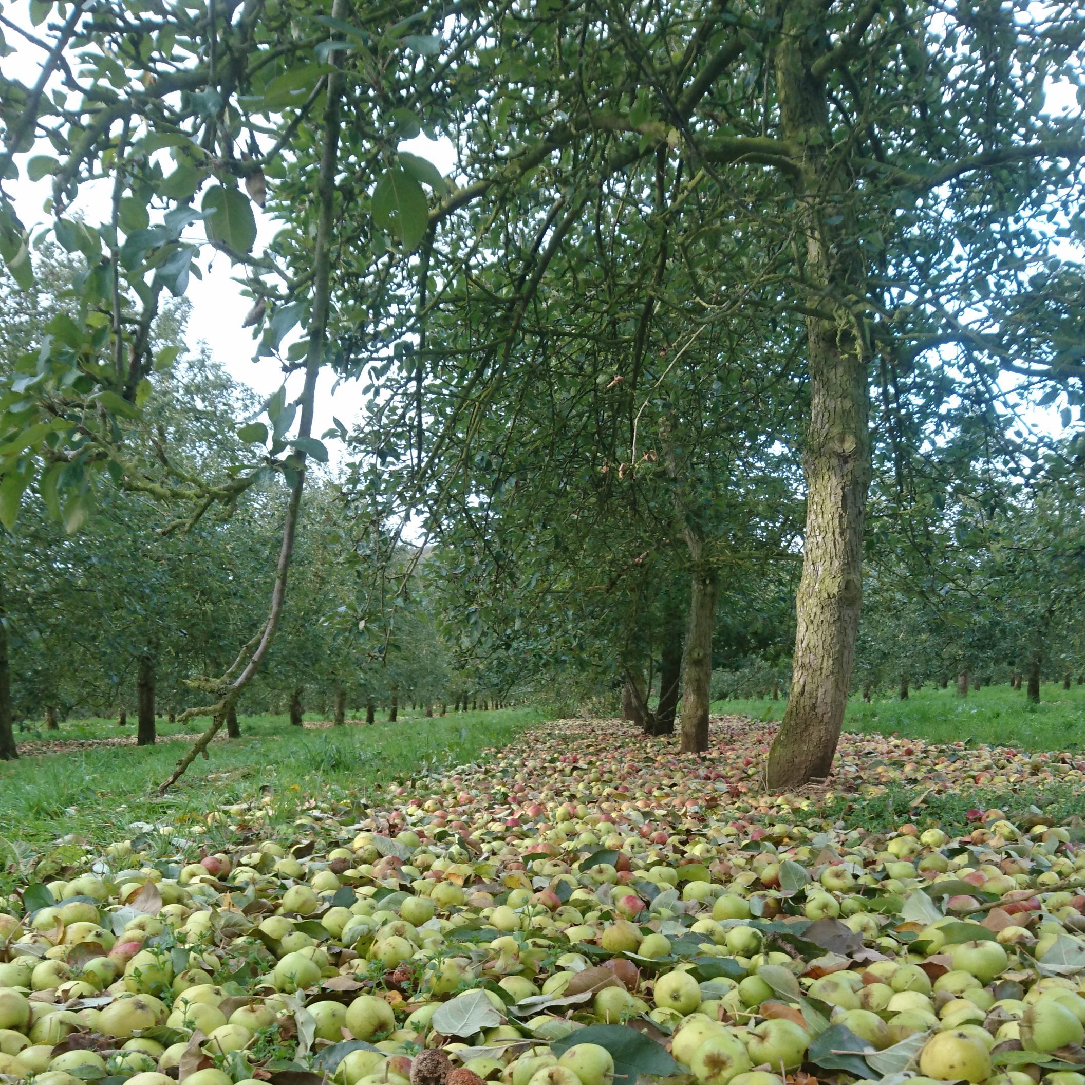 The National Association of Cider Makers Great British Ciders
