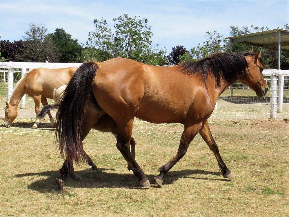 Quarter Horse Mares Cielo Celeste Farm