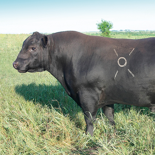 Aberdeen Angus Negro CIIADO