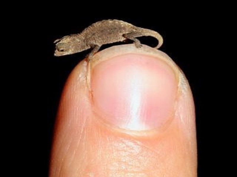 World's smallest reptile found in Madagascar Cii Radio
