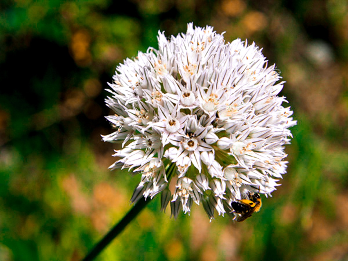 10 plantas "raras" del Pirineo Aragonés Cima Norte
