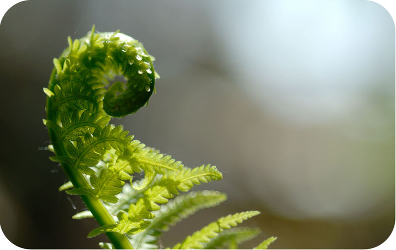 What's a fiddlehead?