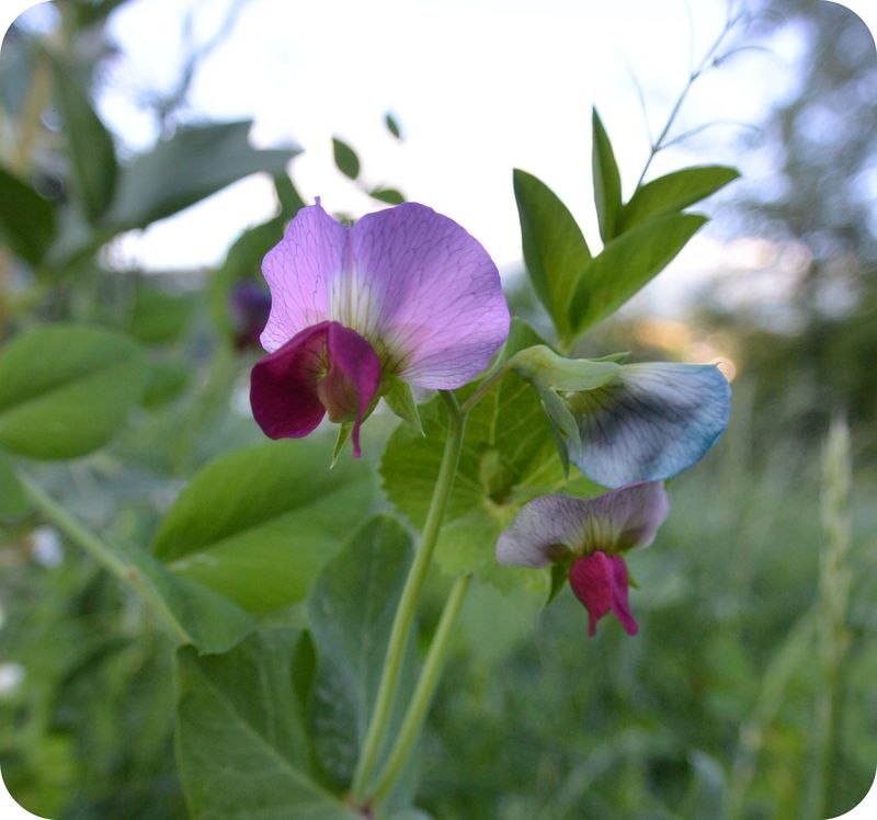 Mendel's Pea Plants ( Read ) Biology CK12 Foundation