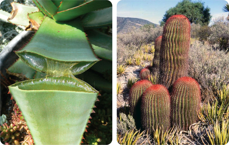Climate Effects on Biomes ( Read ) Biology CK12 Foundation
