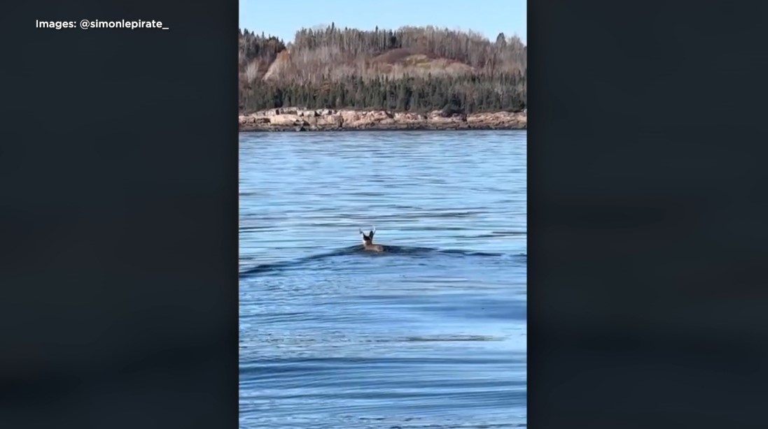 Opération de sauvetage un cerf au large des Escoumins sauvé in