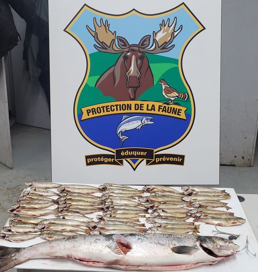 Loi sur les pêches deux pêcheurs pris en flagrant délit à SaintElzéar