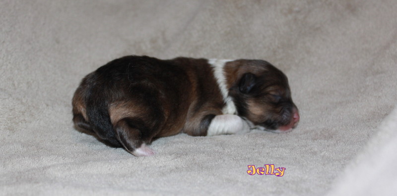 Cincerlee Shelties