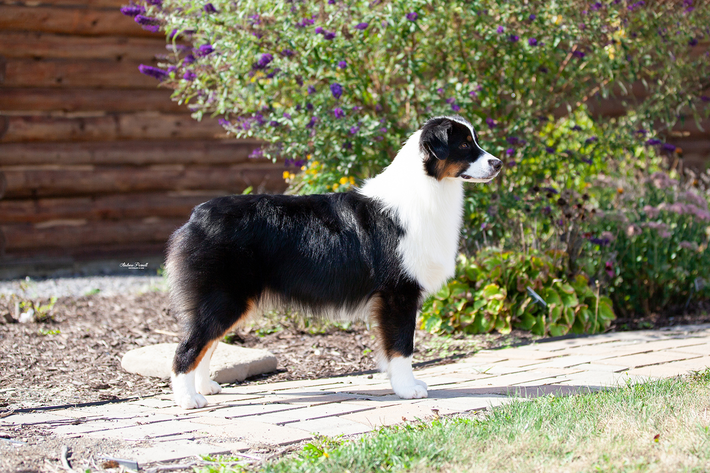 CinchTight Australian Shepherds • Naughtia