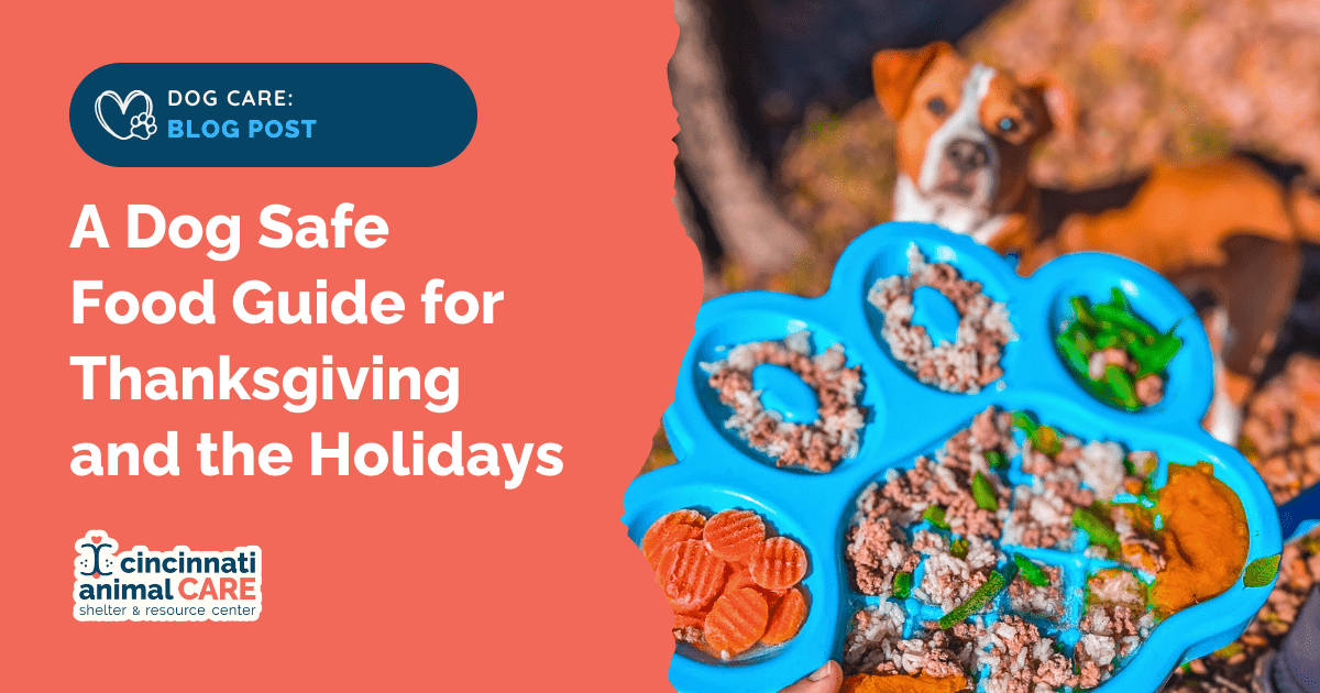 Dog Safe Foods Your Guide for Thanksgiving and Holidays