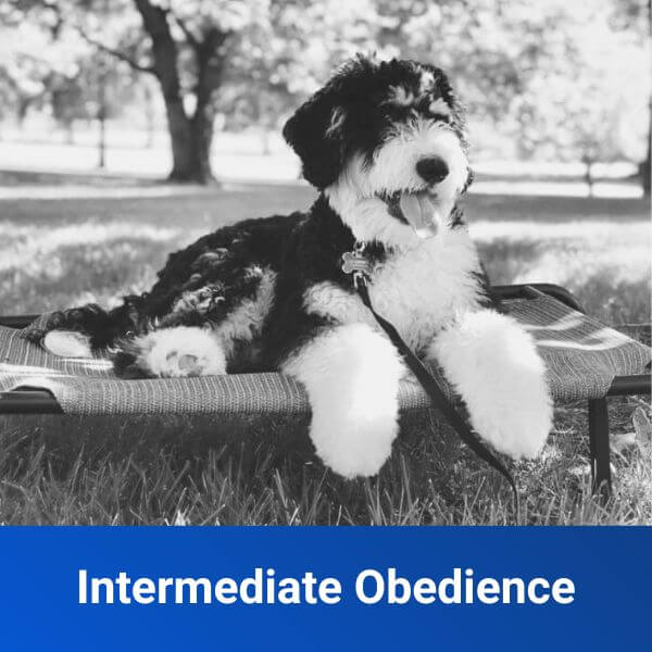 Intermediate Obedience Off Leash K9 Training Cincinnati, OH