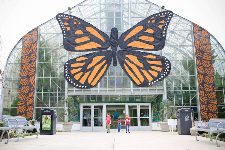The Majestic Monarch Butterflies at Krohn Conservatory Cincinnati