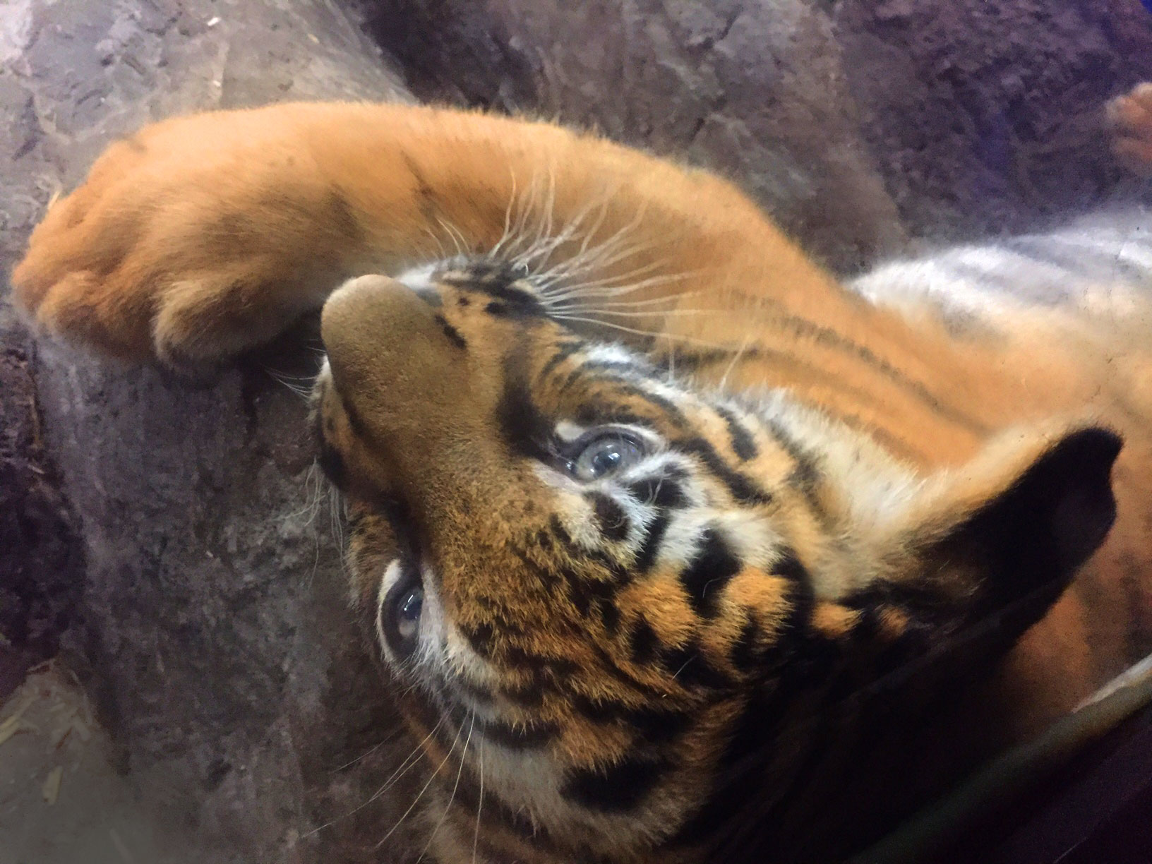 Zoo Babies at The Cincinnati Zoo Cincinnati Parent Magazine