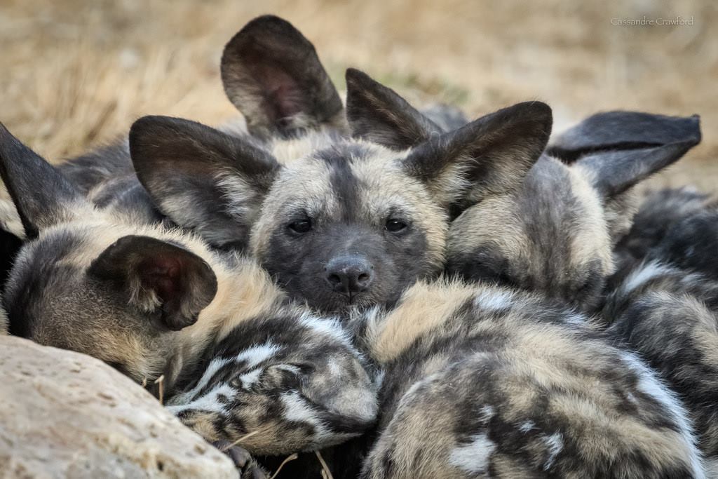 2017 Cincinnati Zoo Baby Awards Cincinnati Parent Magazine