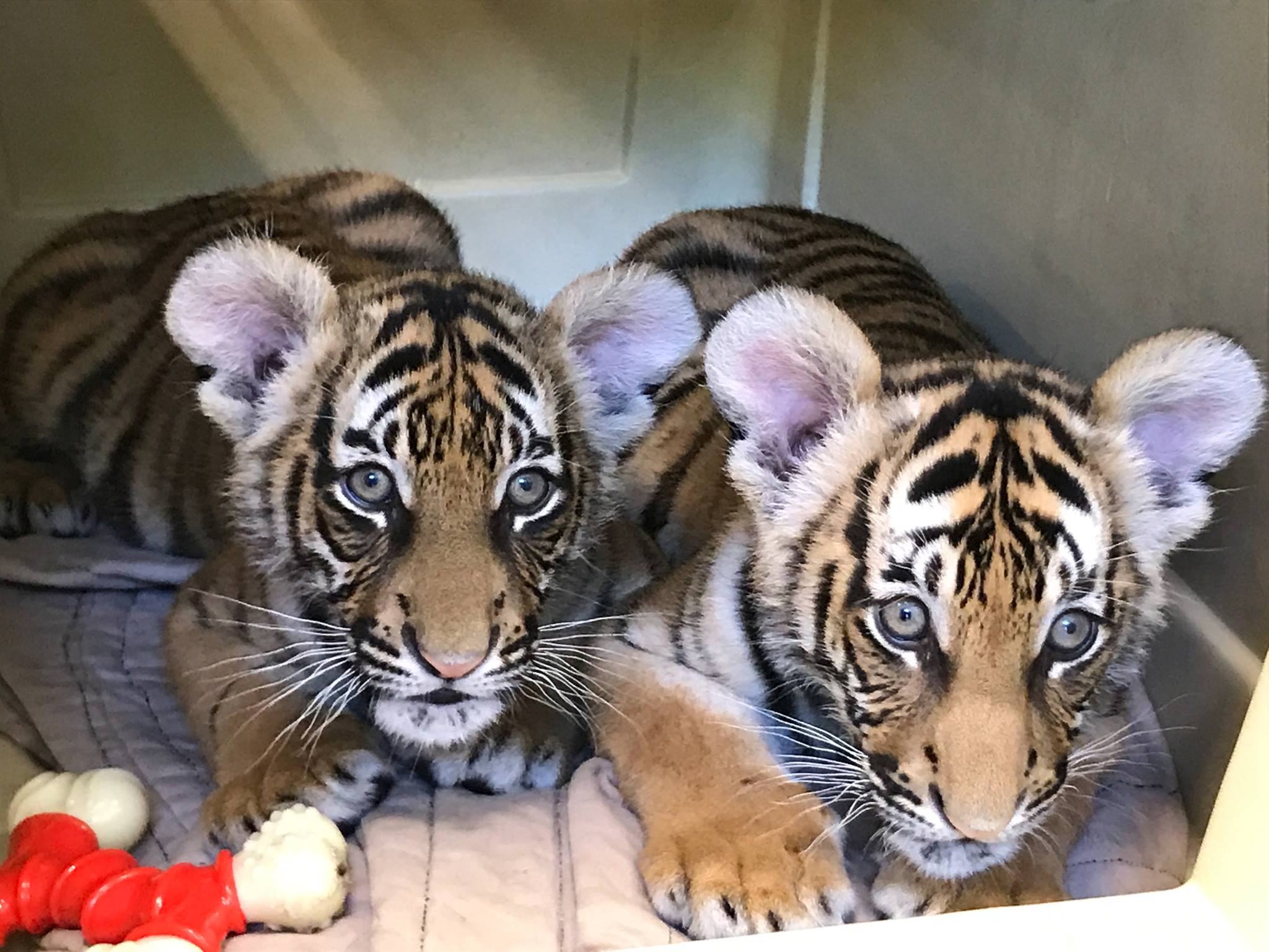 Tiger Cubs Southwest Ohio Parent Magazine
