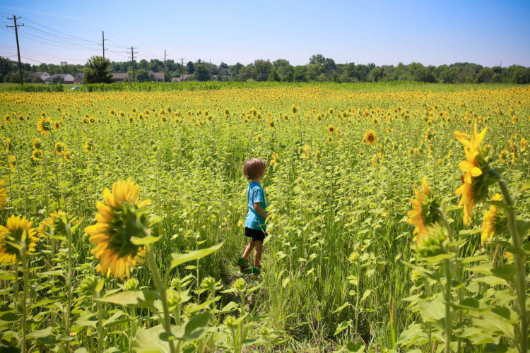 5 epic sunflower fields in Cincinnati you must visit Cincinnati