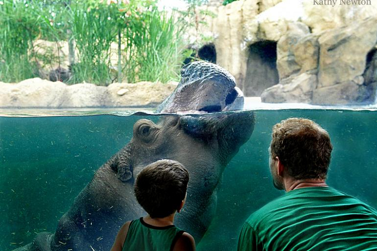 Win Passes to the Cincinnati Zoo! Cincinnati Parent Magazine