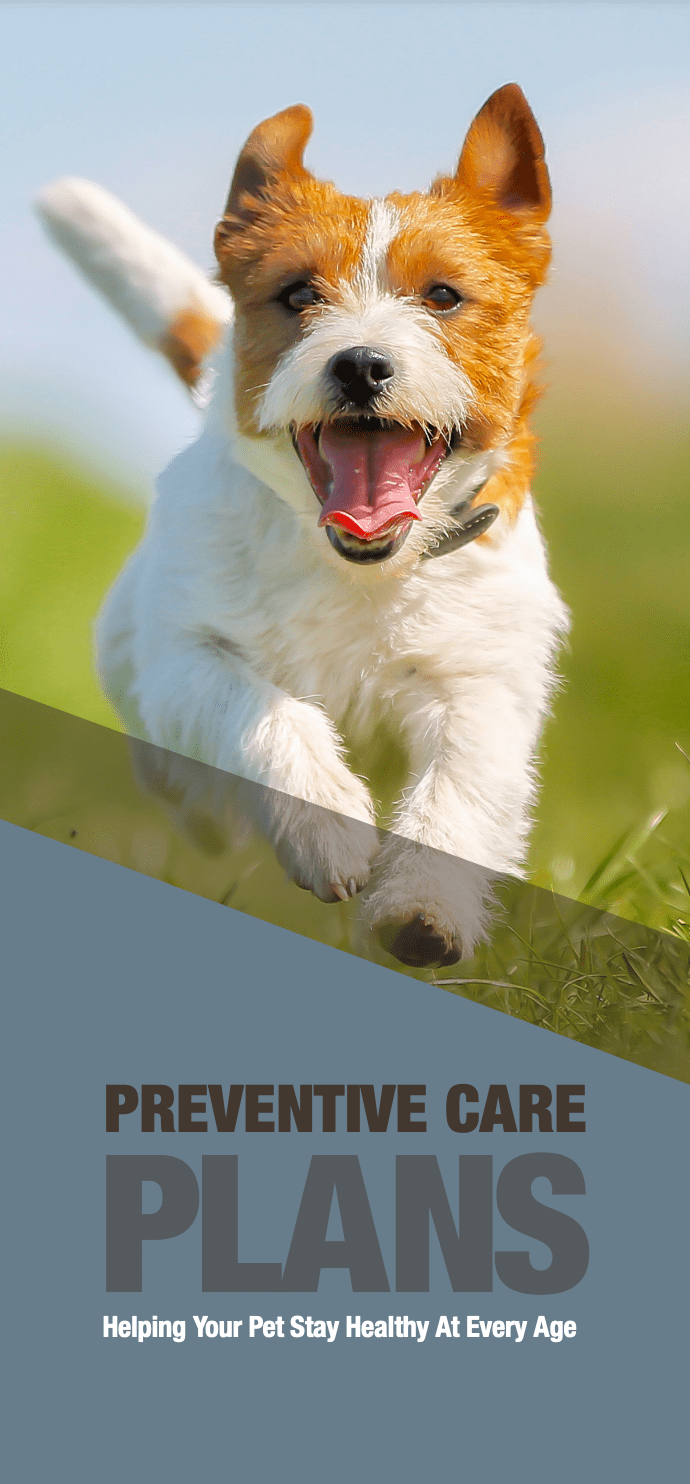 Pet Preventative Care In Cincinnati, OH 45255 CVSWC