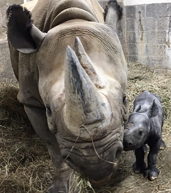 Cincinnati Zoo Scientists Find Mineral Content in Rhino Horns Unlikely