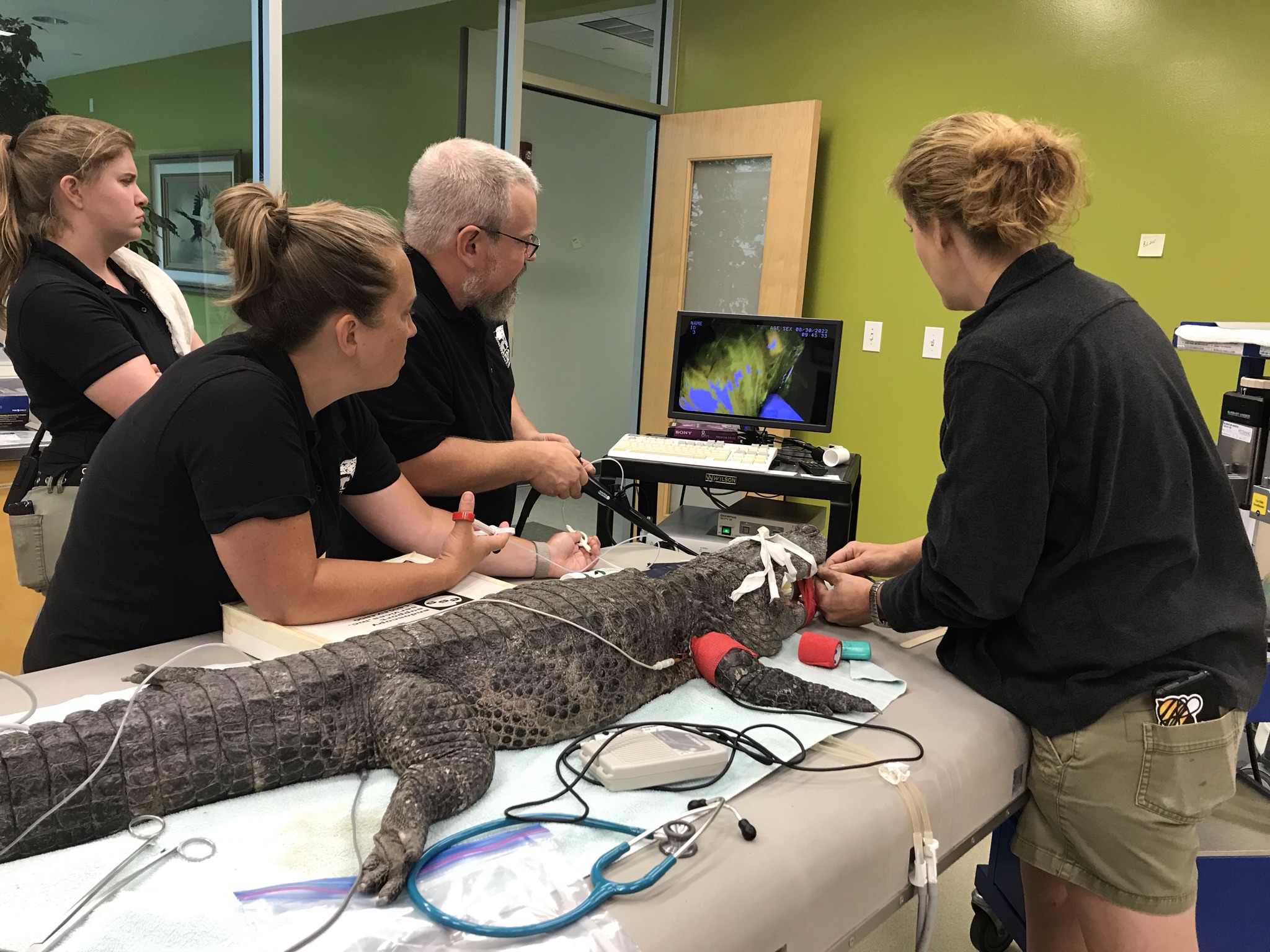 Paws and Professionalism Journey to a Cincinnati Zoo Veterinarian Cincinnati Zoo