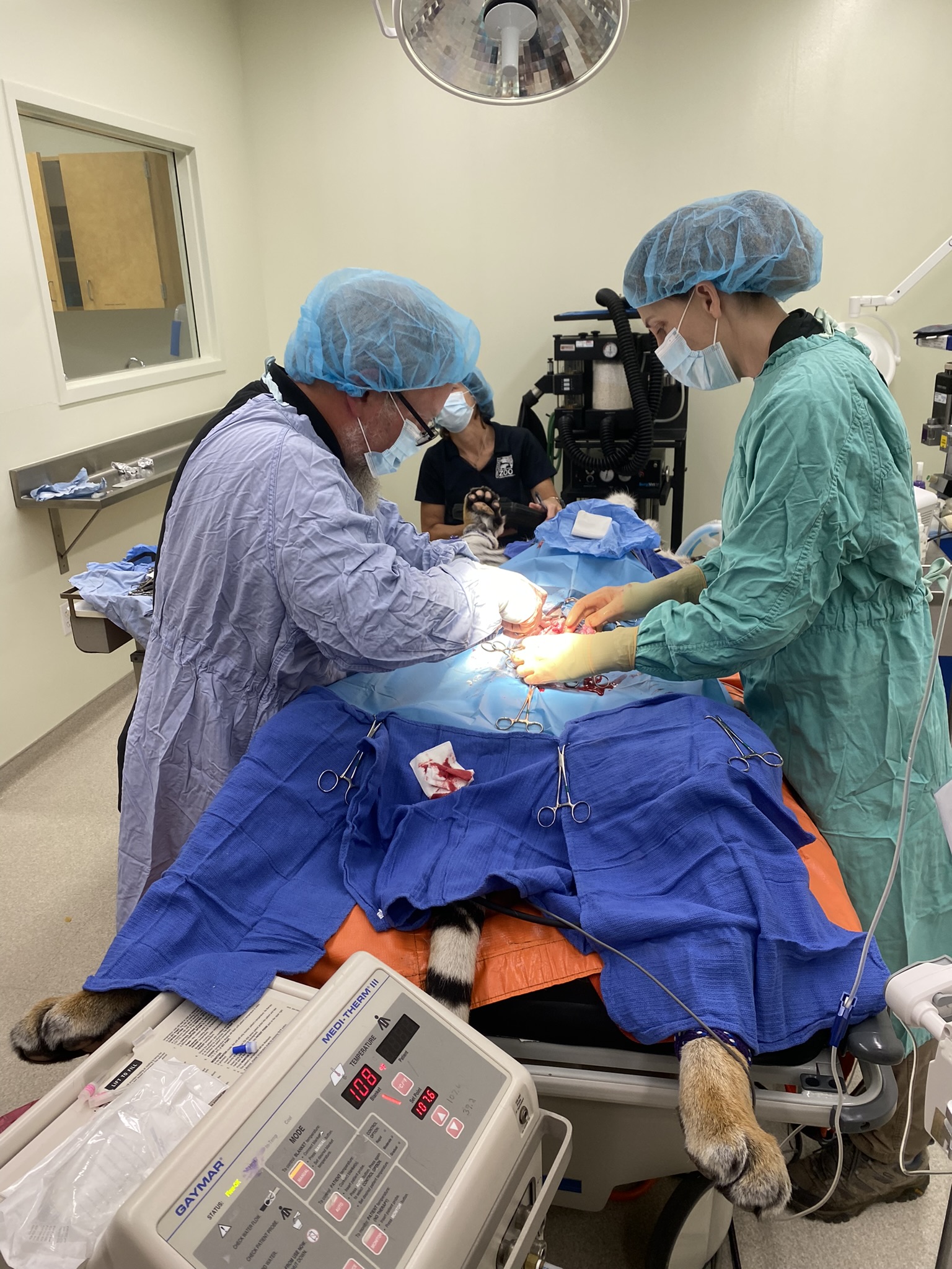 Paws and Professionalism Journey to a Cincinnati Zoo