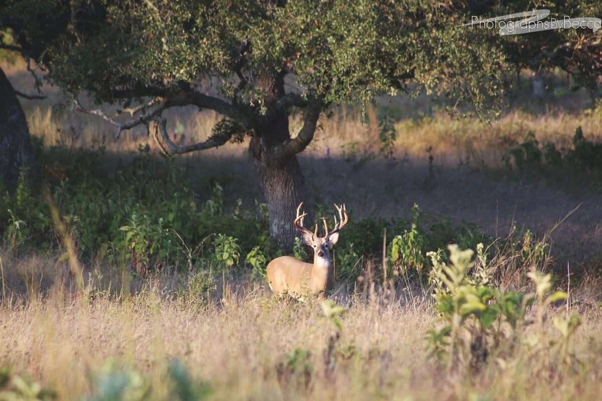 Trophy Whitetail Hunts in Texas Guided Whitetail Hunts Texas Hill Country