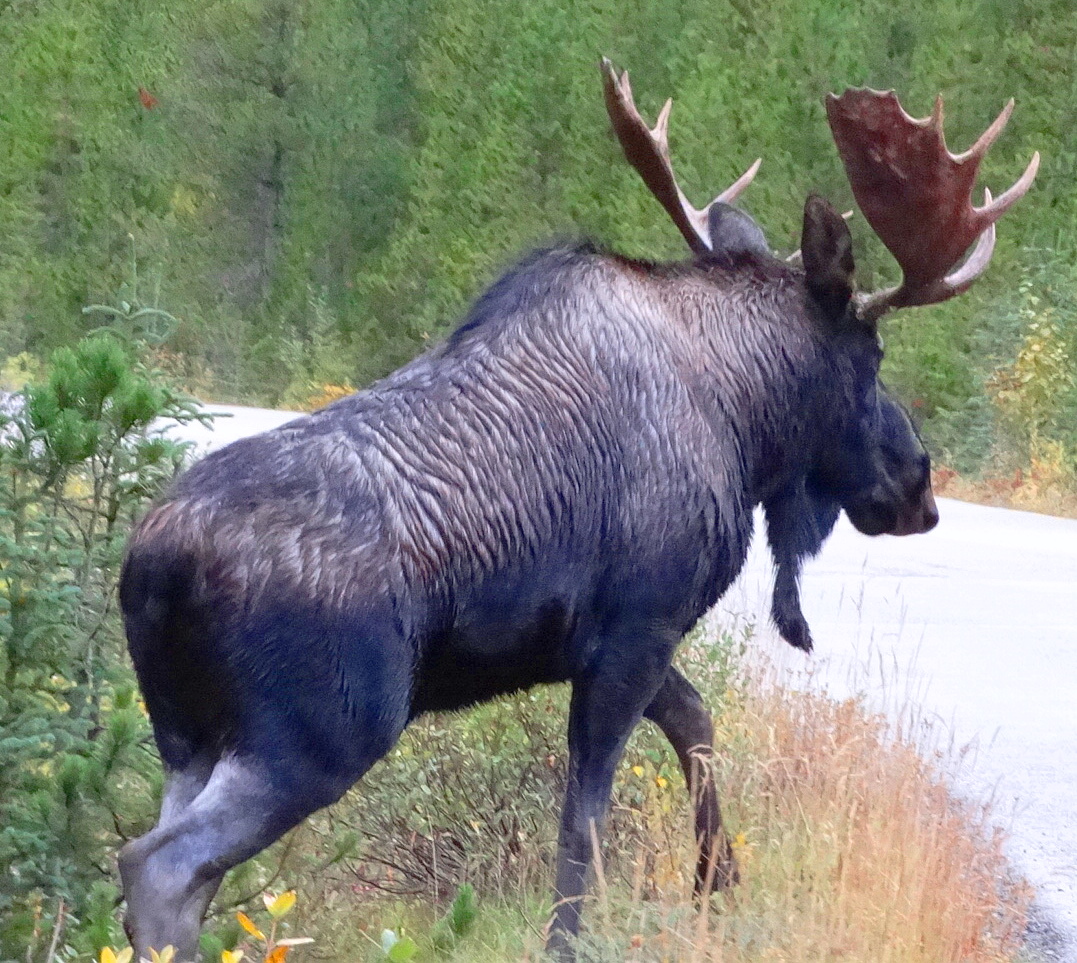 Wildlife Jasper National Park Pt. I
