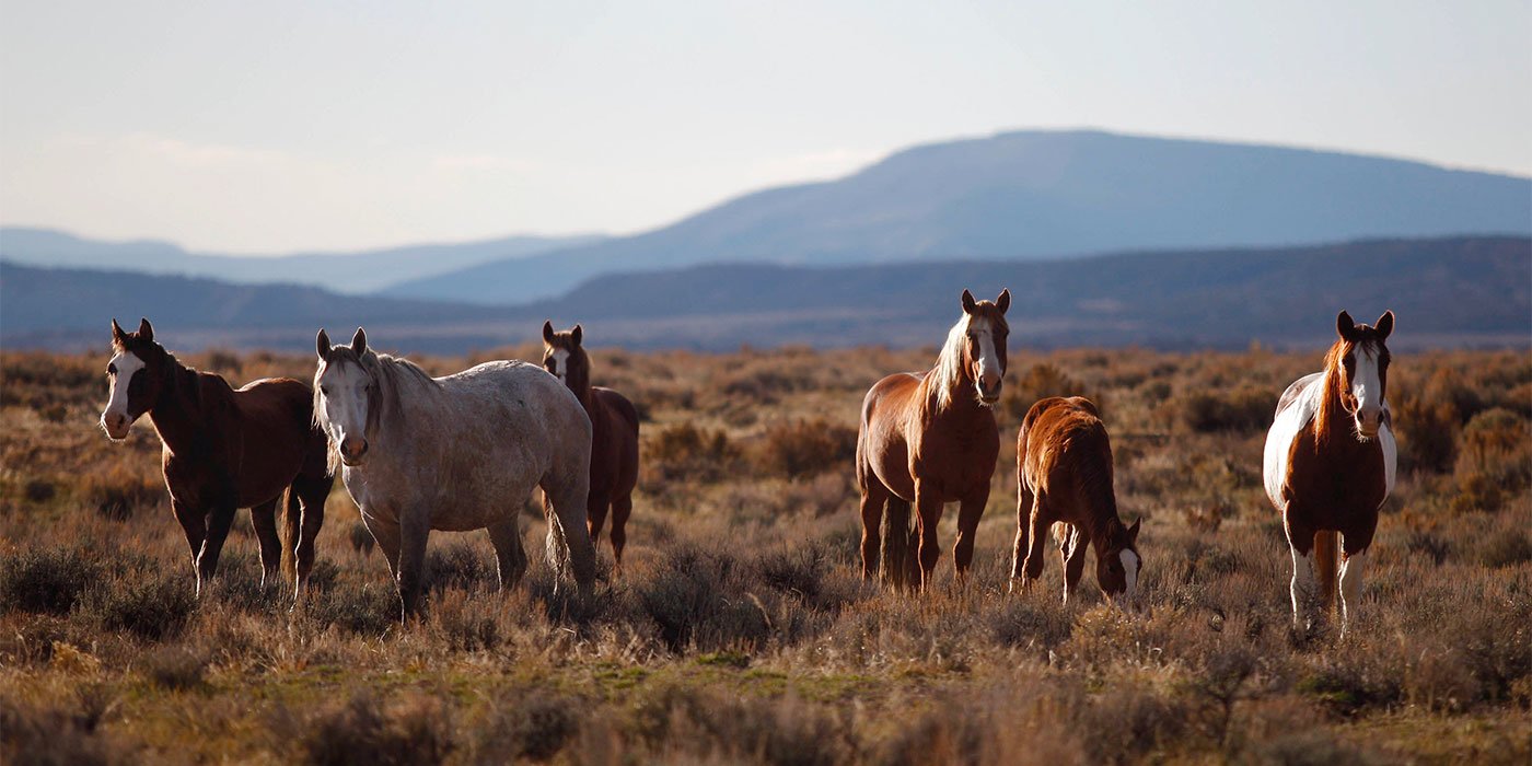 Horse Properties for Sale near Santa Fe, New Mexico