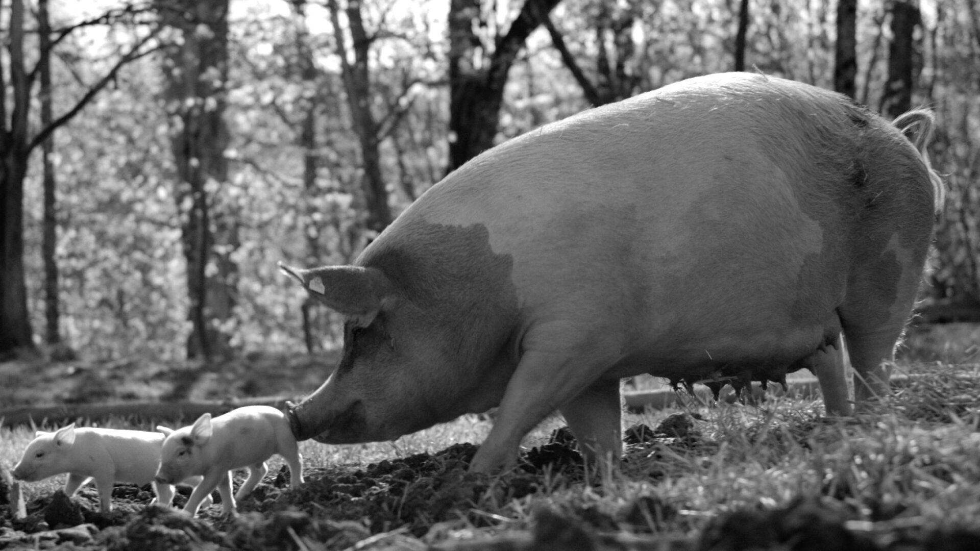 Gunda Cinema For All