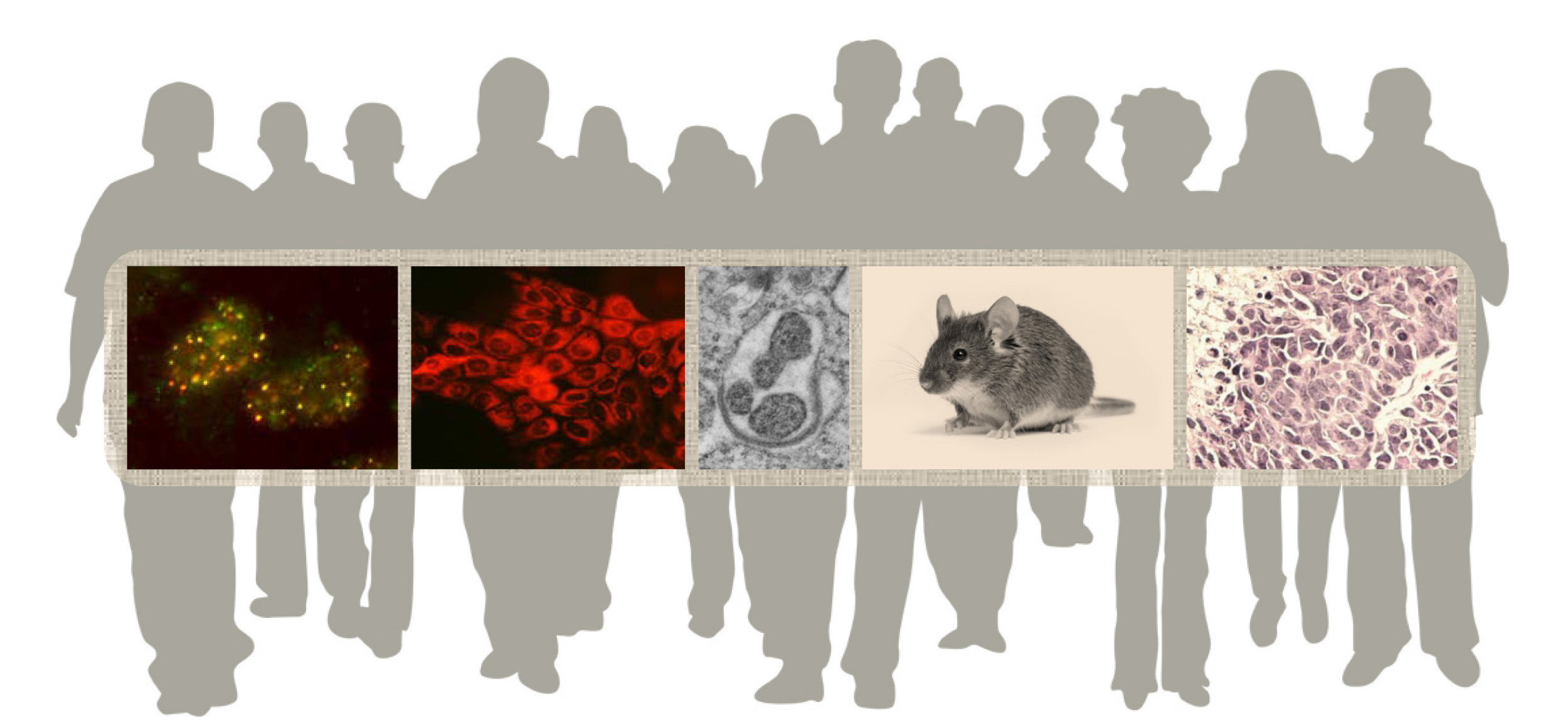 Xia Laboratory Rutgers Cancer Institute of New Jersey