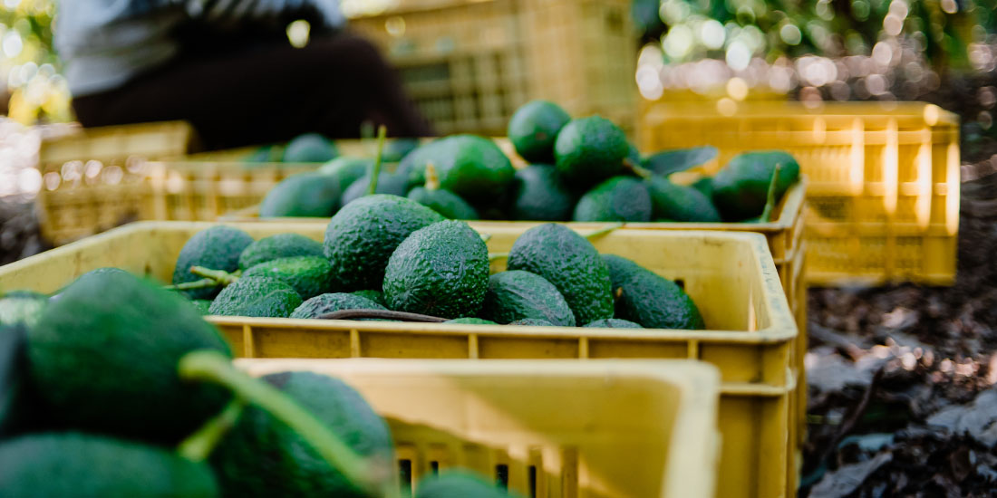 CHICAGO International Produce Market 2404 S. Wolcott Ave., Chicago