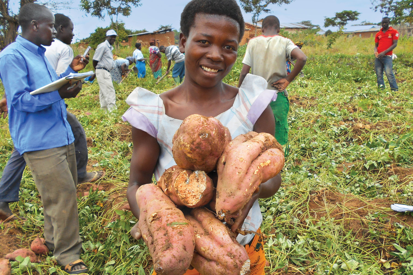 Sweetpotato biodiversity can help increase climateresilience of small